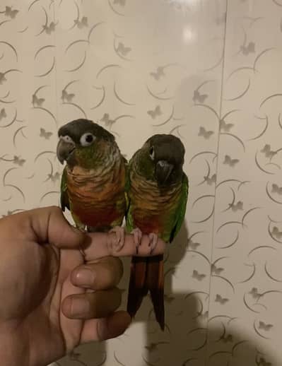 Hand tame green chick Canure