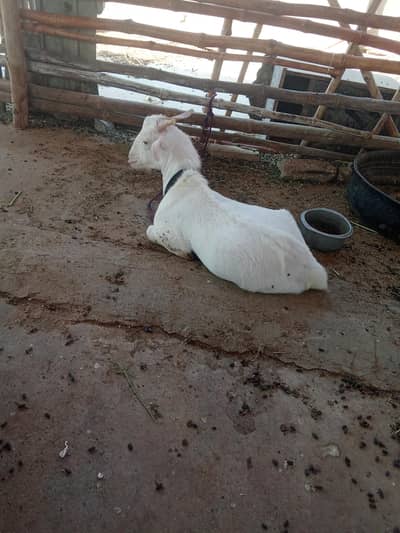 ZERO SIZE GULABI TEDDA