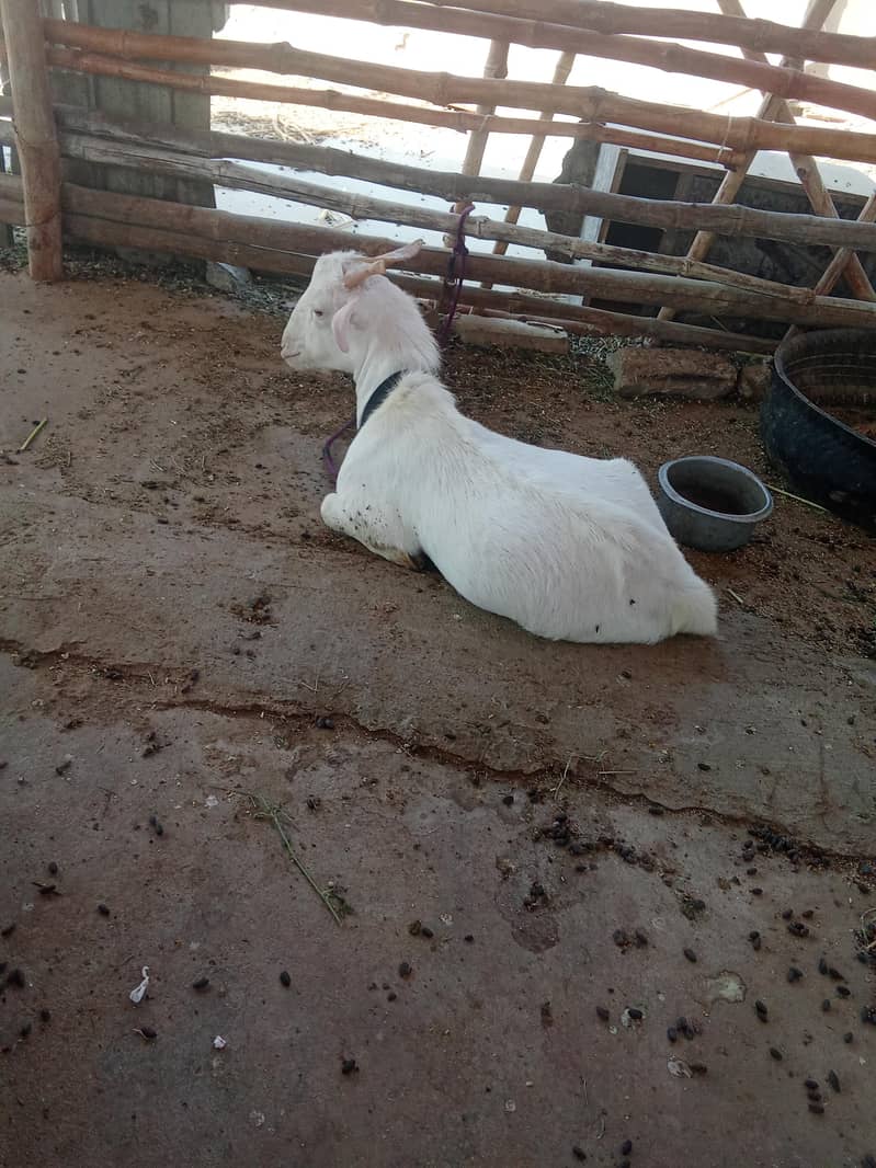 ZERO SIZE GULABI TEDDA 0