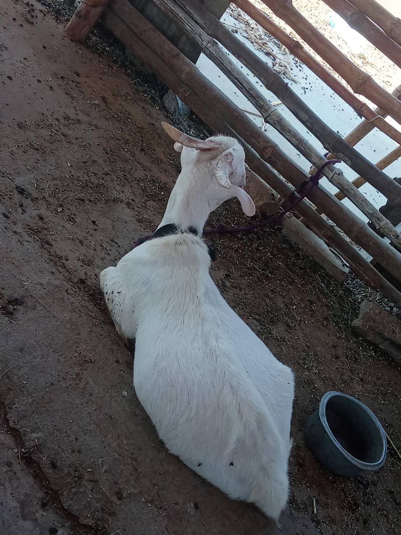 ZERO SIZE GULABI TEDDA 2