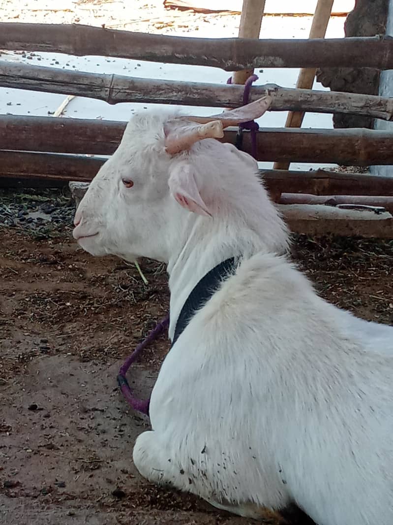 ZERO SIZE GULABI TEDDA 3