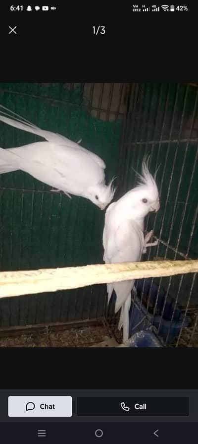 white ino male
