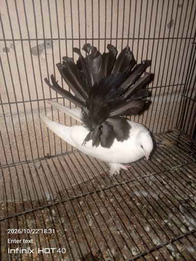 Laky Pigeon for sale 03246434224