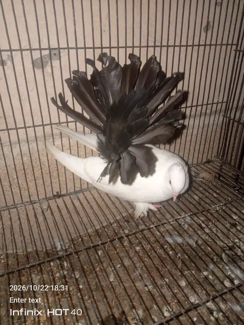 Laky Pigeon for sale 03246434224 — photo 2