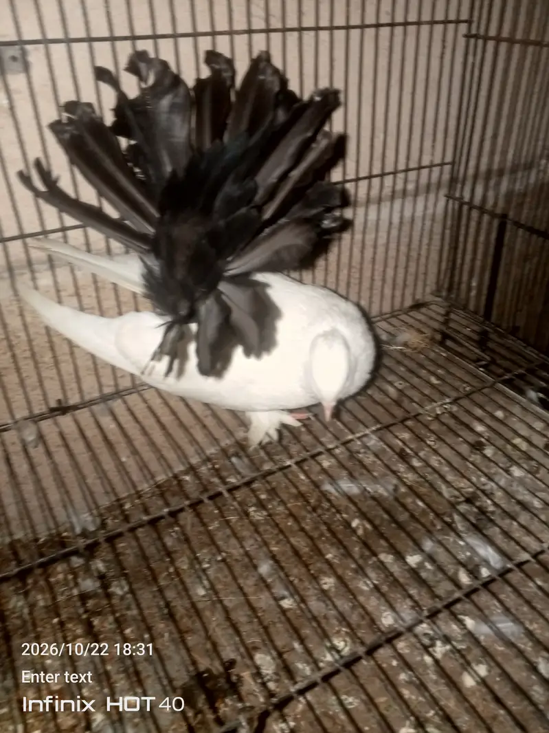 Laky Pigeon for sale 03246434224 — photo 3