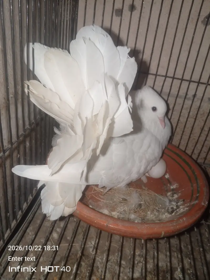 Laky Pigeon for sale 03246434224 — photo 4