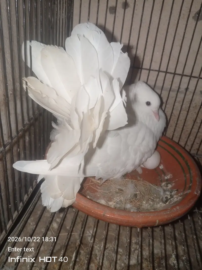 Laky Pigeon for sale 03246434224 — photo 5