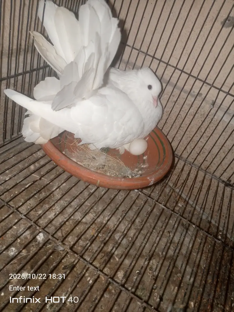 Laky Pigeon for sale 03246434224 — photo 6
