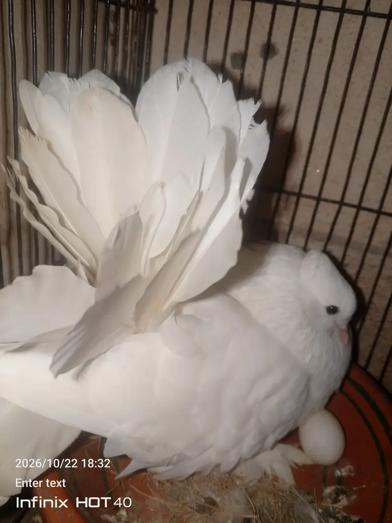 Laky Pigeon for sale 03246434224 — photo 7