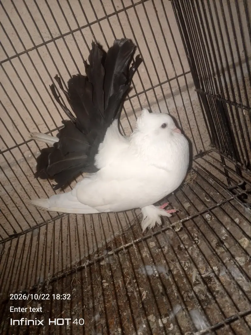 Laky Pigeon for sale 03246434224 — photo 8