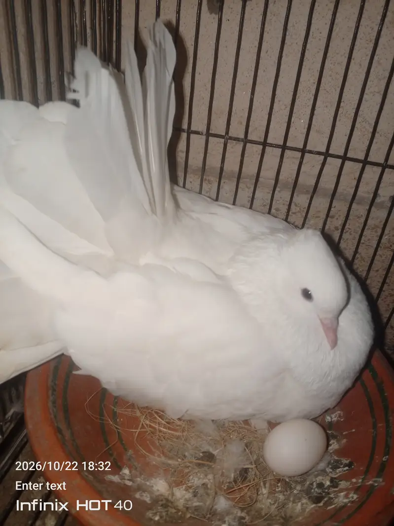 Laky Pigeon for sale 03246434224 — photo 9