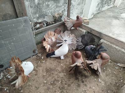 Indian fantails 1250 per piece