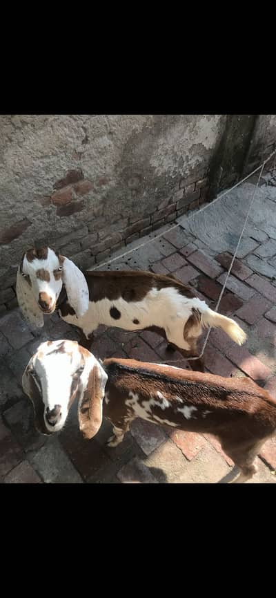 Goats pare for sale