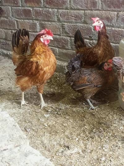 9 Golden Misri Hens