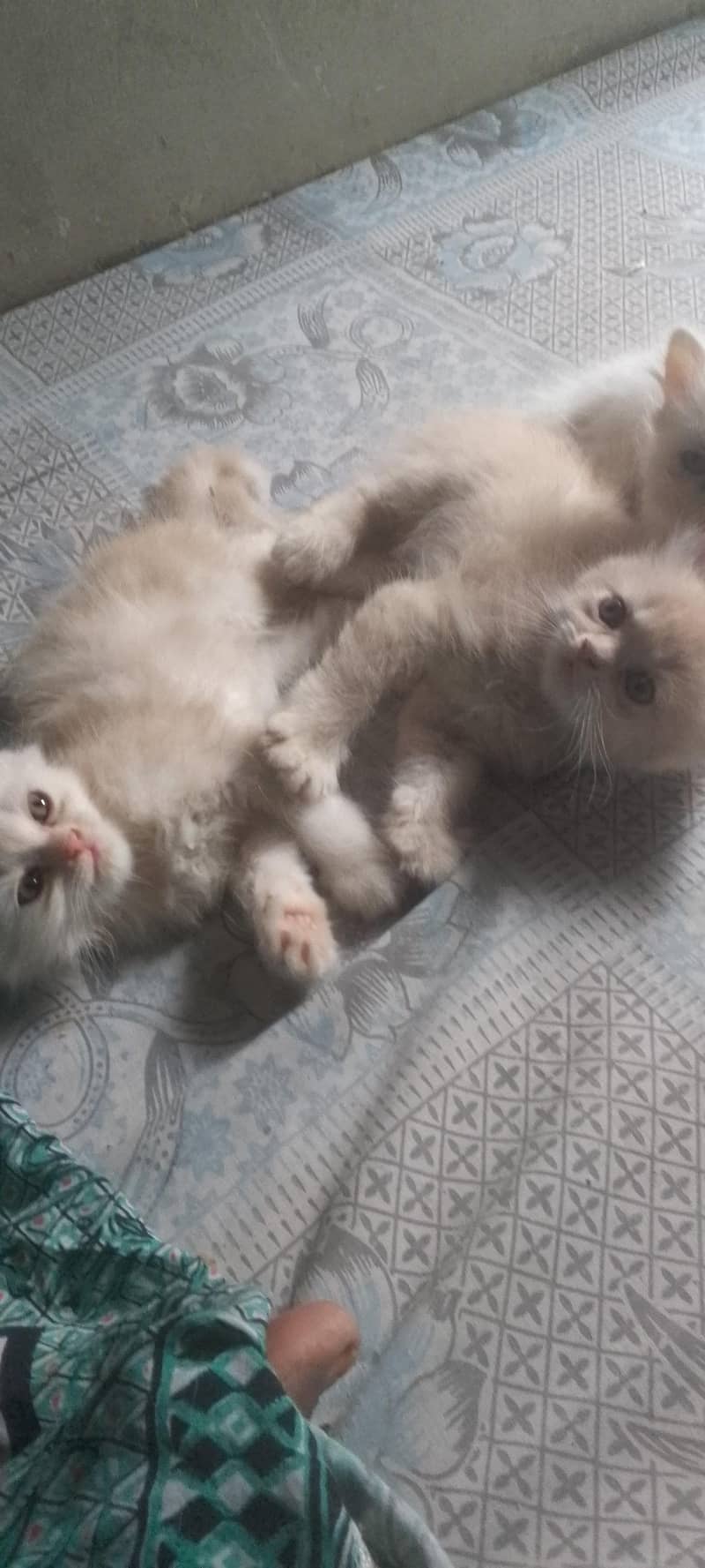 percain cat pair 0