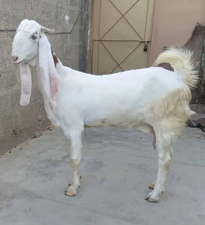 Gulabi Abluck 2 Month Plus Gabban Bakri For Sale 03162918168