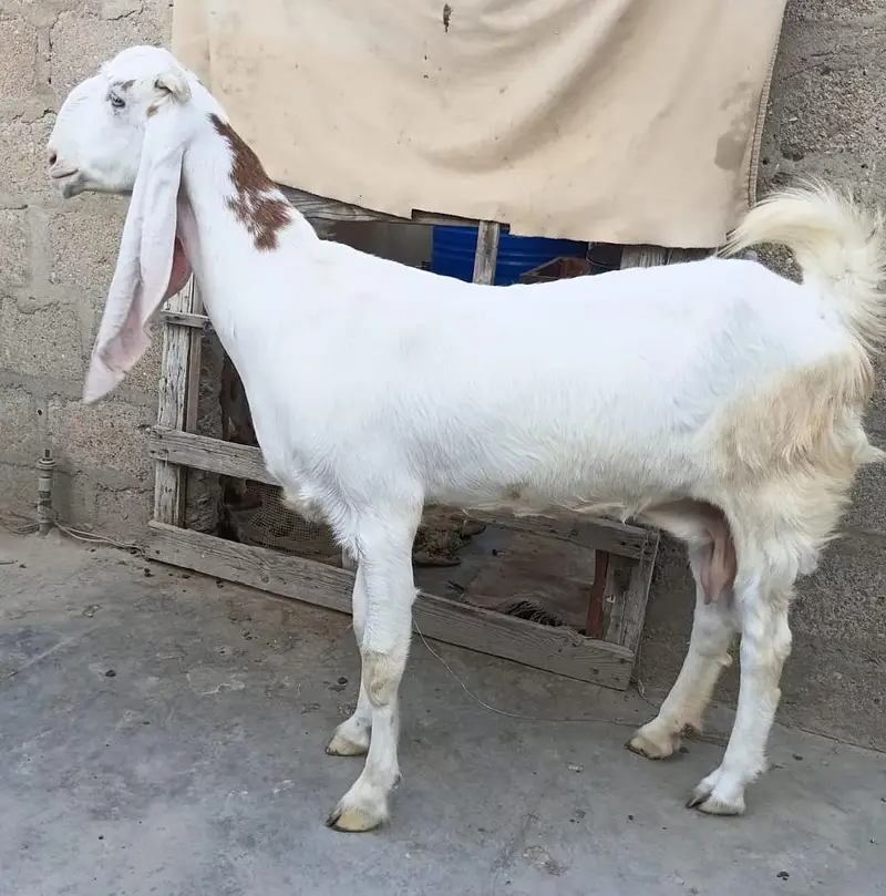 Gulabi Abluck 2 Month Plus Gabban Bakri For Sale 03162918168 — photo 2