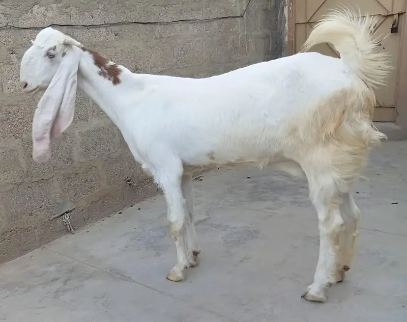 Gulabi Abluck 2 Month Plus Gabban Bakri For Sale 03162918168 — photo 3