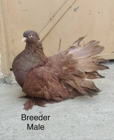 Breeder pair sath aik Young patha