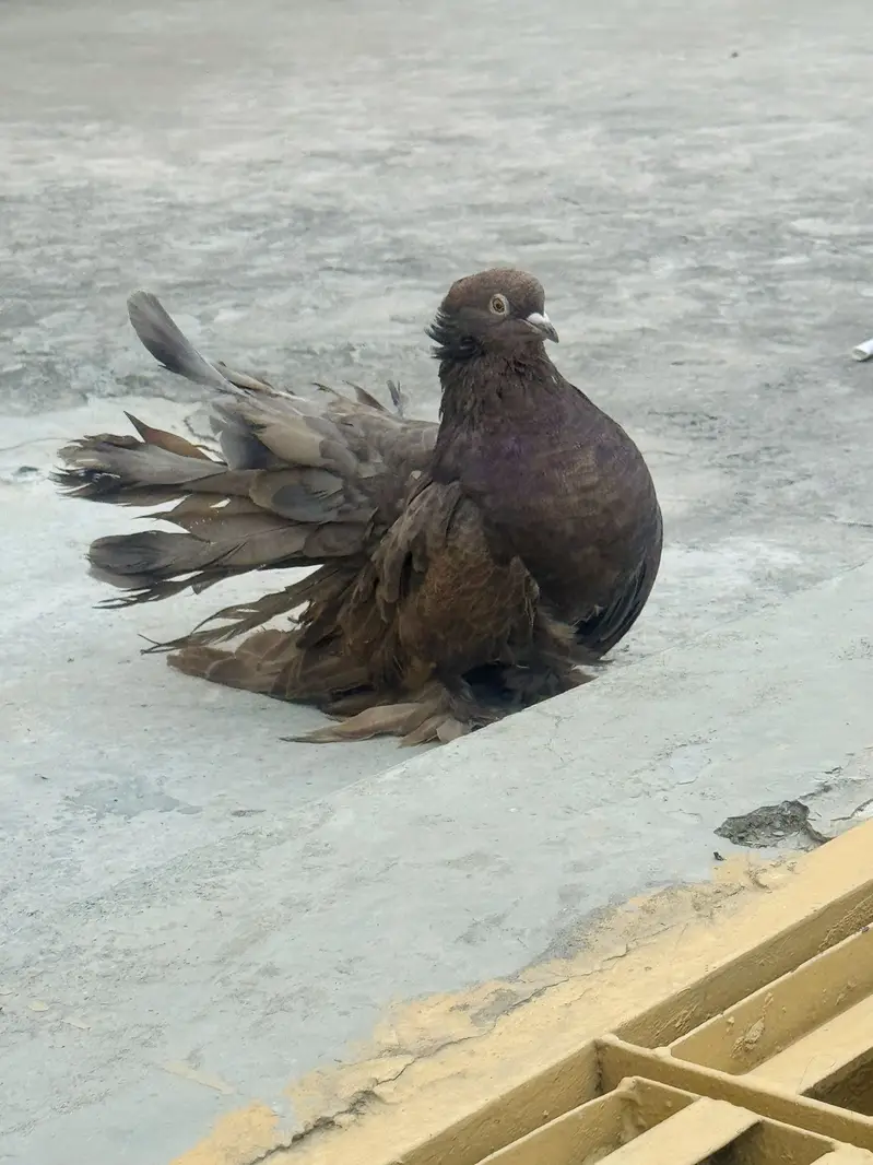 Breeder pair sath aik Young patha — photo 2