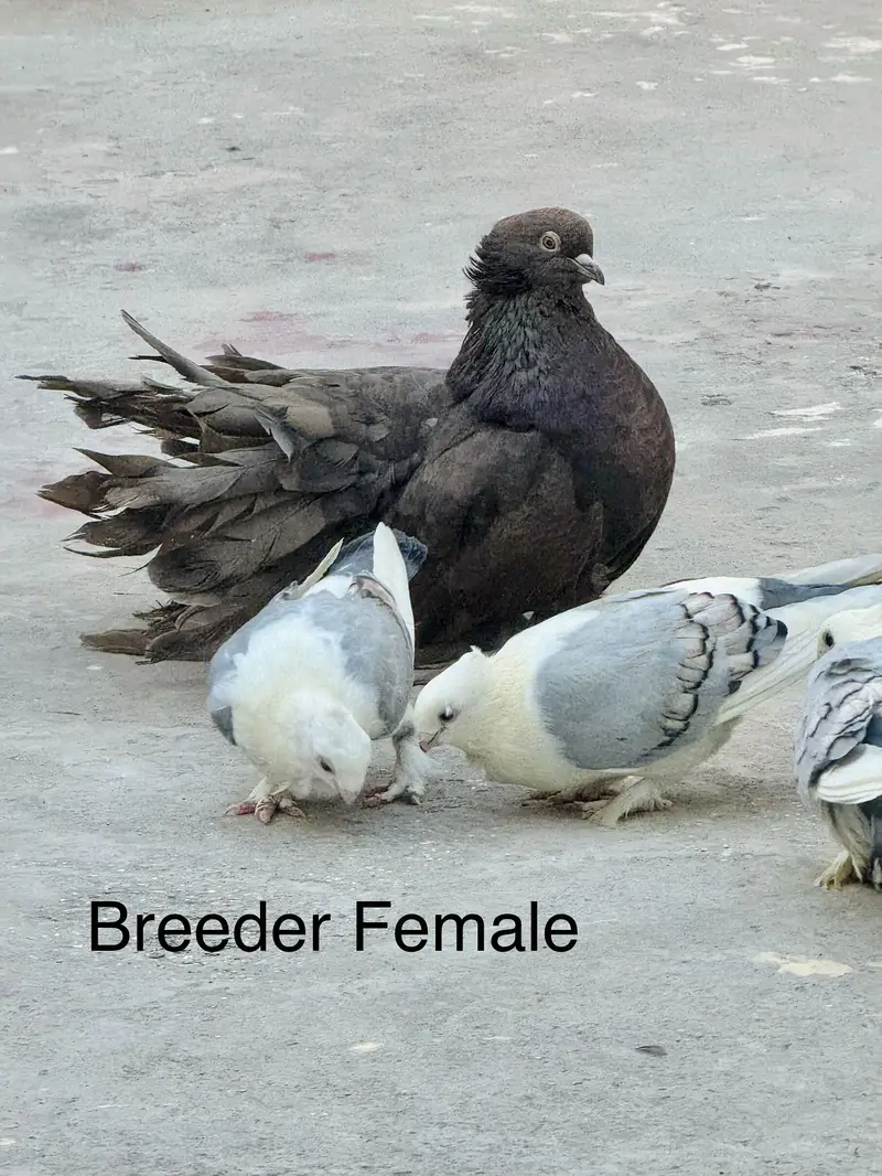 Breeder pair sath aik Young patha — photo 3