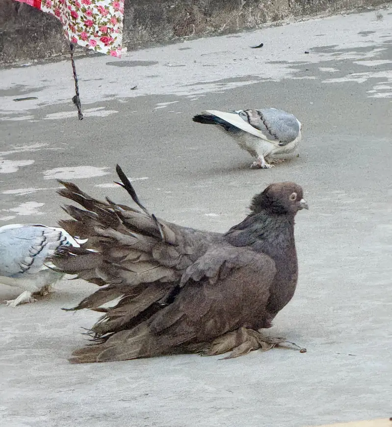 Breeder pair sath aik Young patha — photo 4
