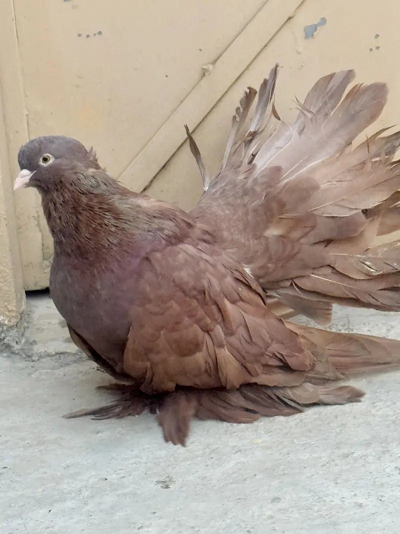 Breeder pair sath aik Young patha — photo 5