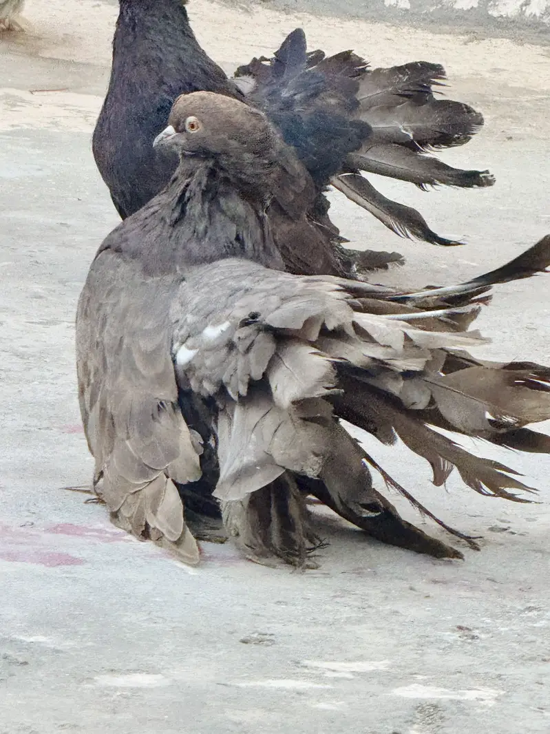 Breeder pair sath aik Young patha — photo 6