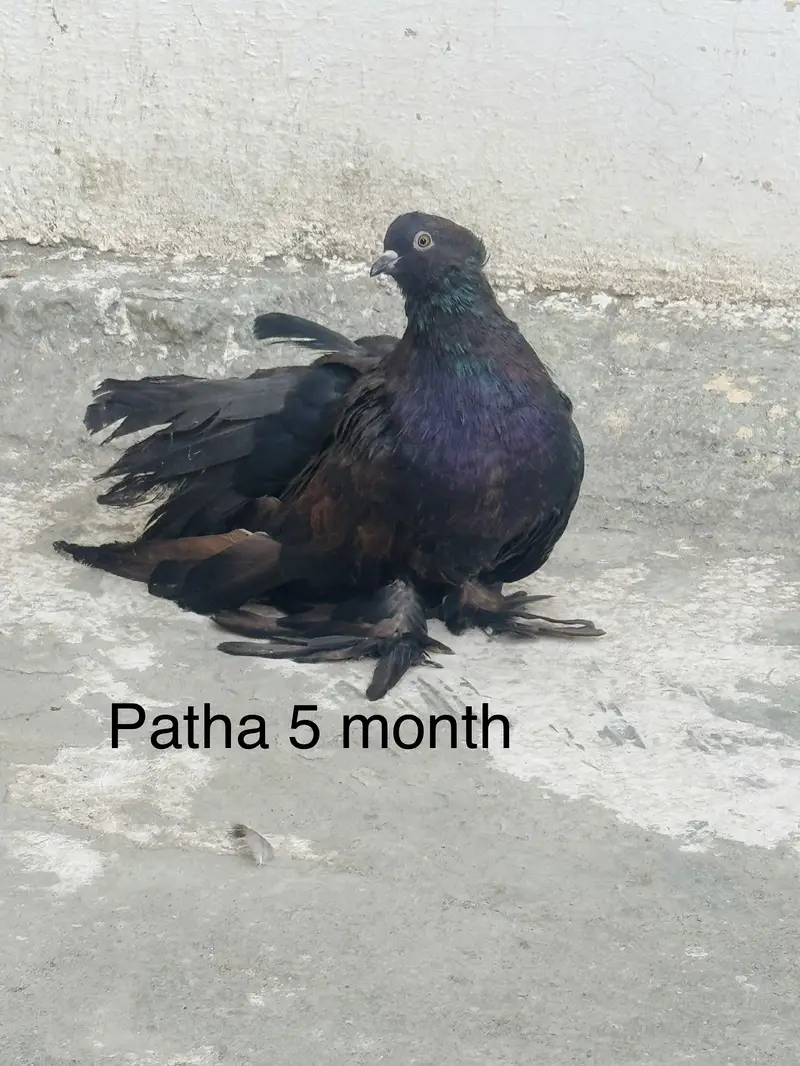 Breeder pair sath aik Young patha — photo 7