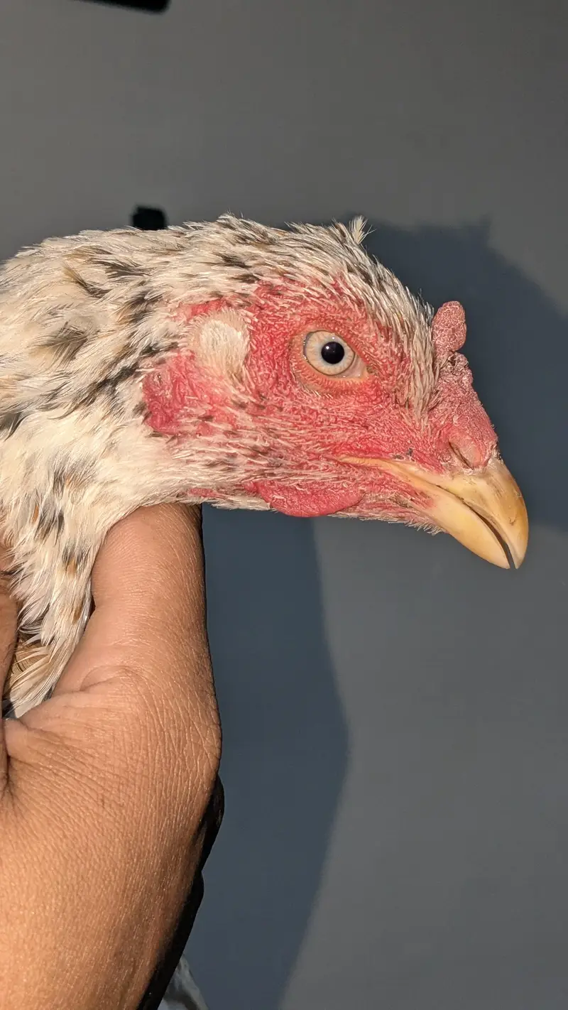Pure Aseel Pair for Sale – Healthy & Strong — photo 6