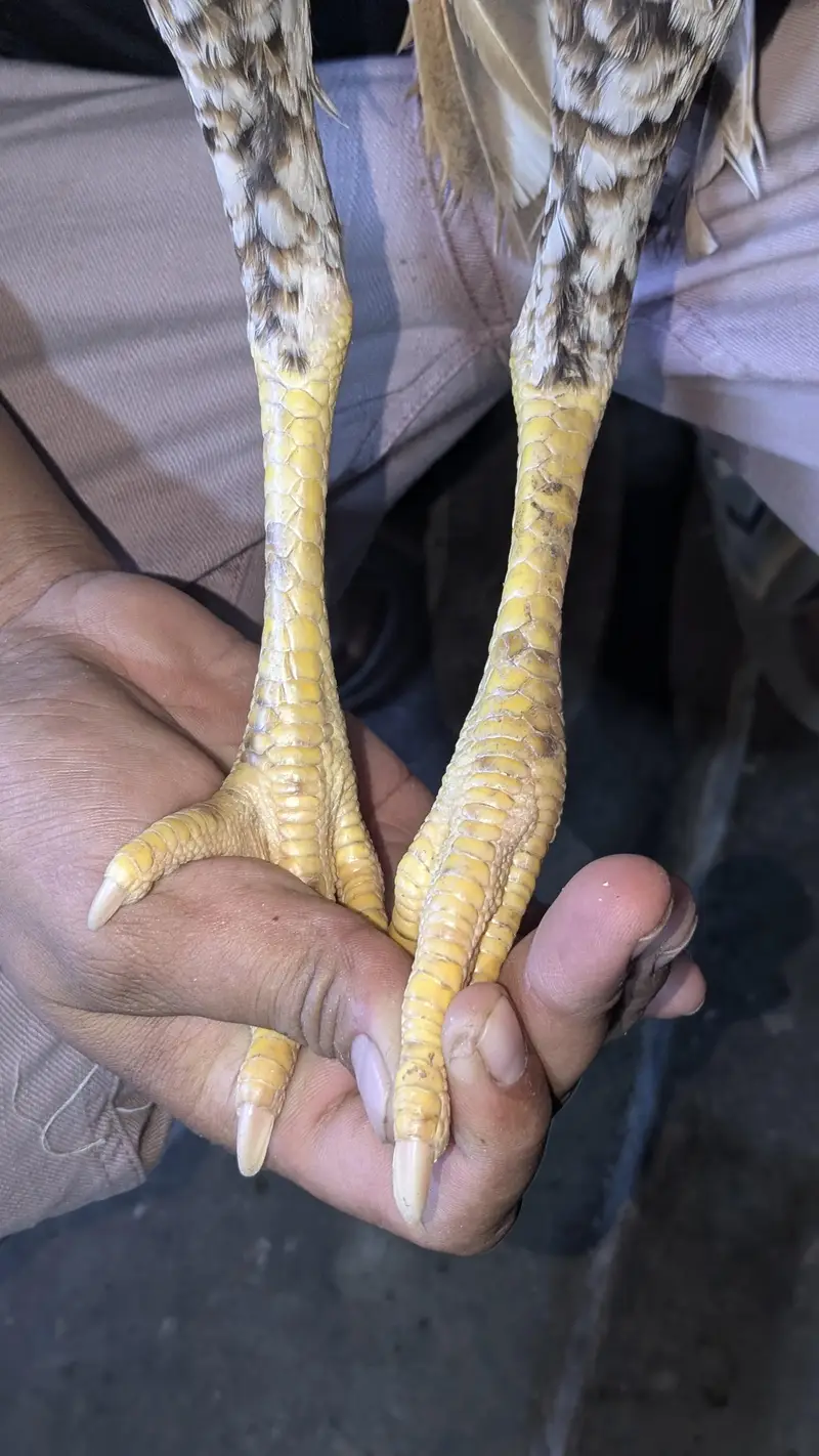 Pure Aseel Pair for Sale – Healthy & Strong — photo 7