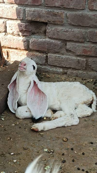 Kajli female (sargooda breed)