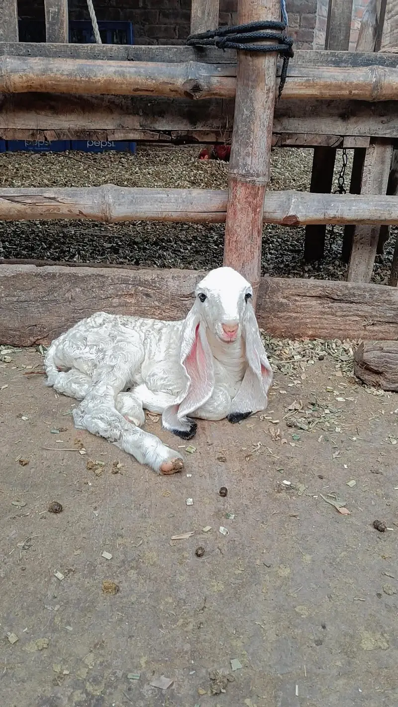 Kajli female (sargooda breed) — photo 2
