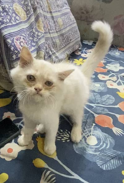Perisan Double coated kitten
