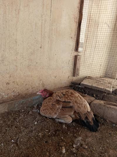 Aseel healthy murghi for sale