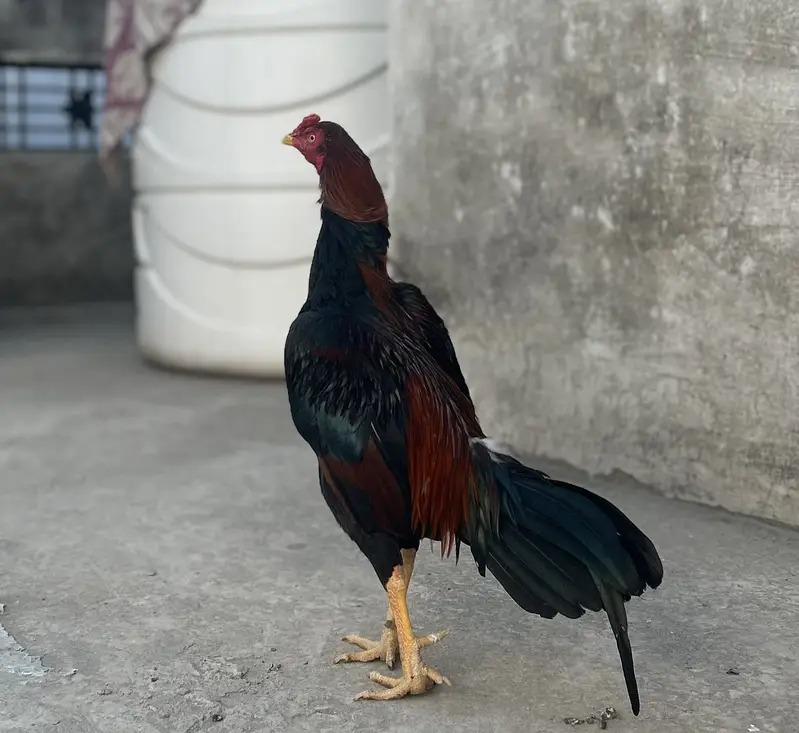 Pela lakha Aseel phata — photo 3