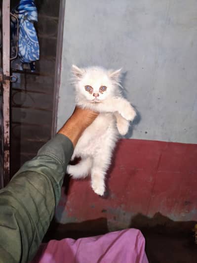 Persian 3 Kurd