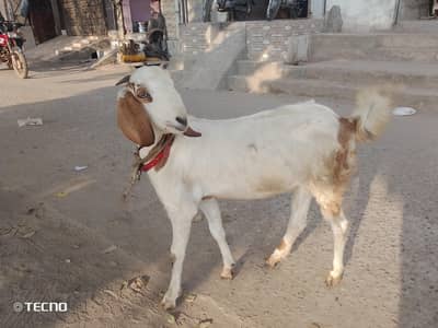 bakri for sale hai gaban hoi hai