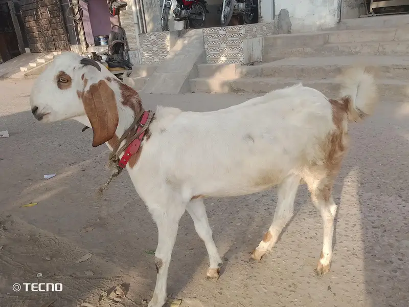 bakri for sale hai gaban hoi hai — photo 2