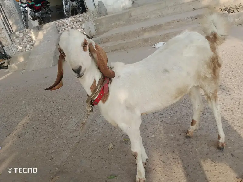 bakri for sale hai gaban hoi hai — photo 3