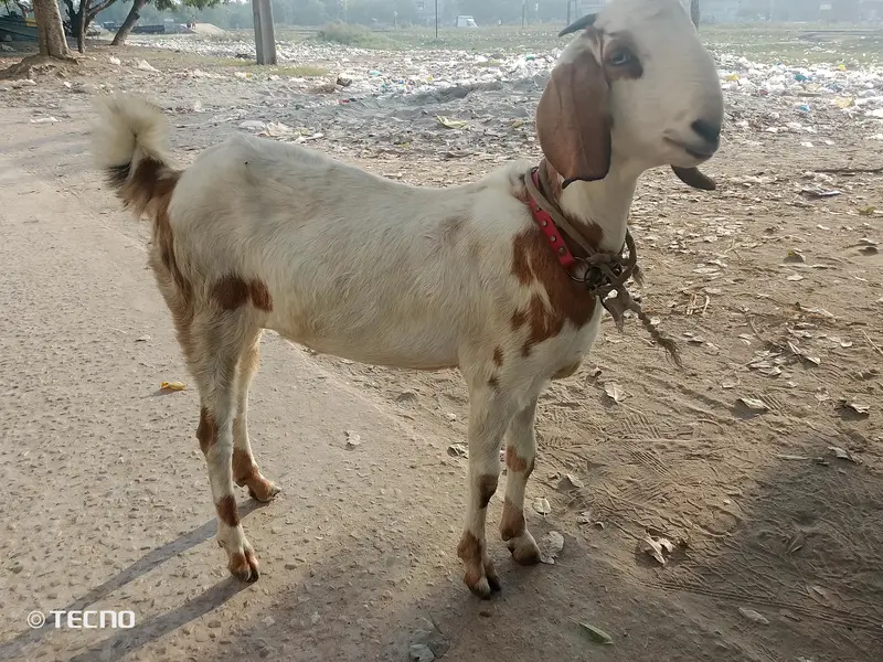 bakri for sale hai gaban hoi hai — photo 4