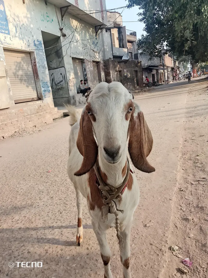 bakri for sale hai gaban hoi hai — photo 5