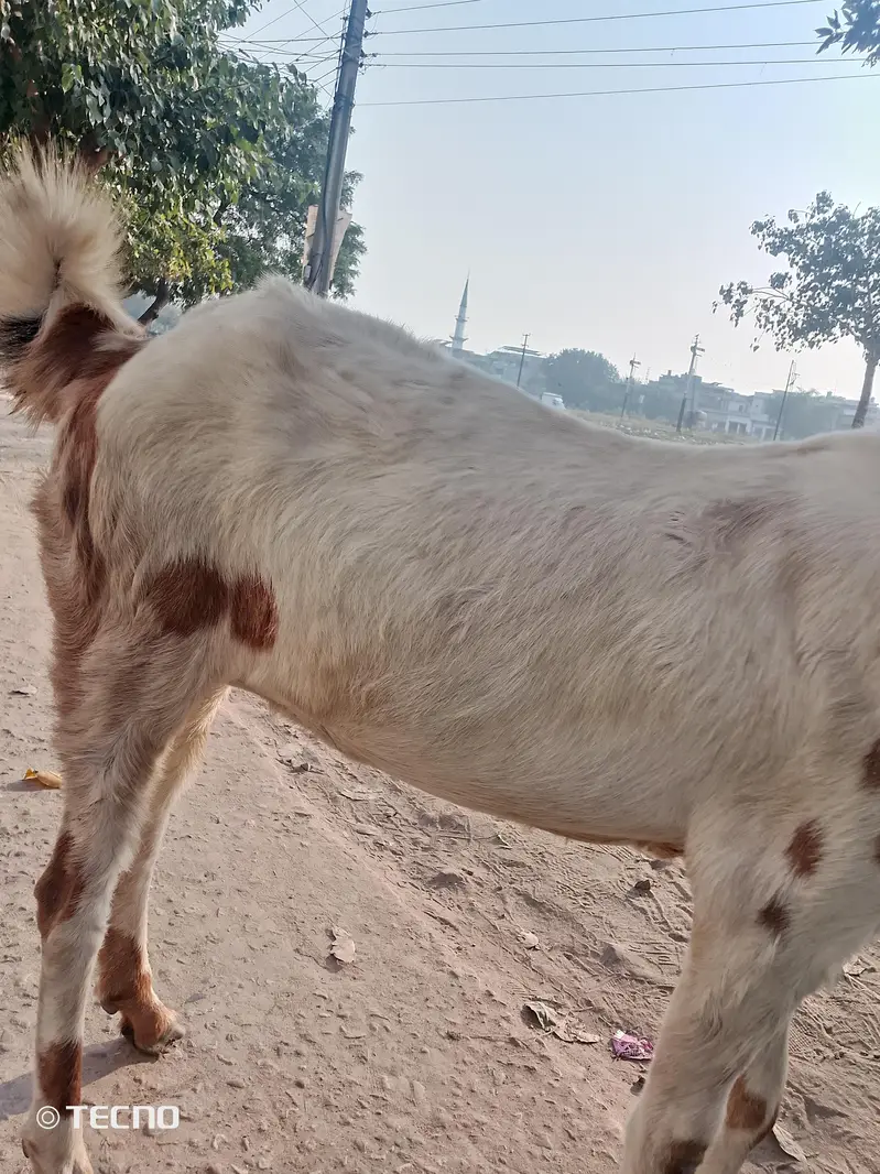bakri for sale hai gaban hoi hai — photo 6