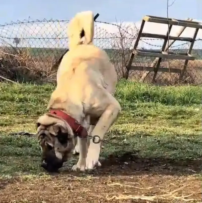 Kurdish kangal / security dog / king kurdish kangal puppies — photo 2