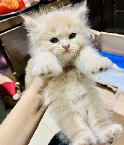 Triple coated Persian kittens