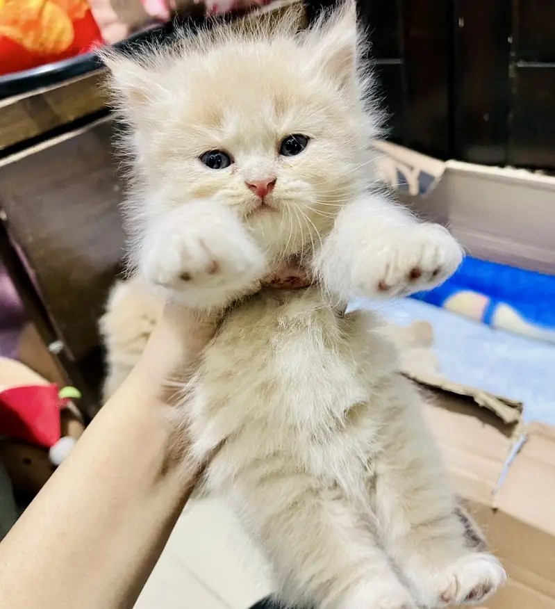 Triple coated Persian kittens — photo 3