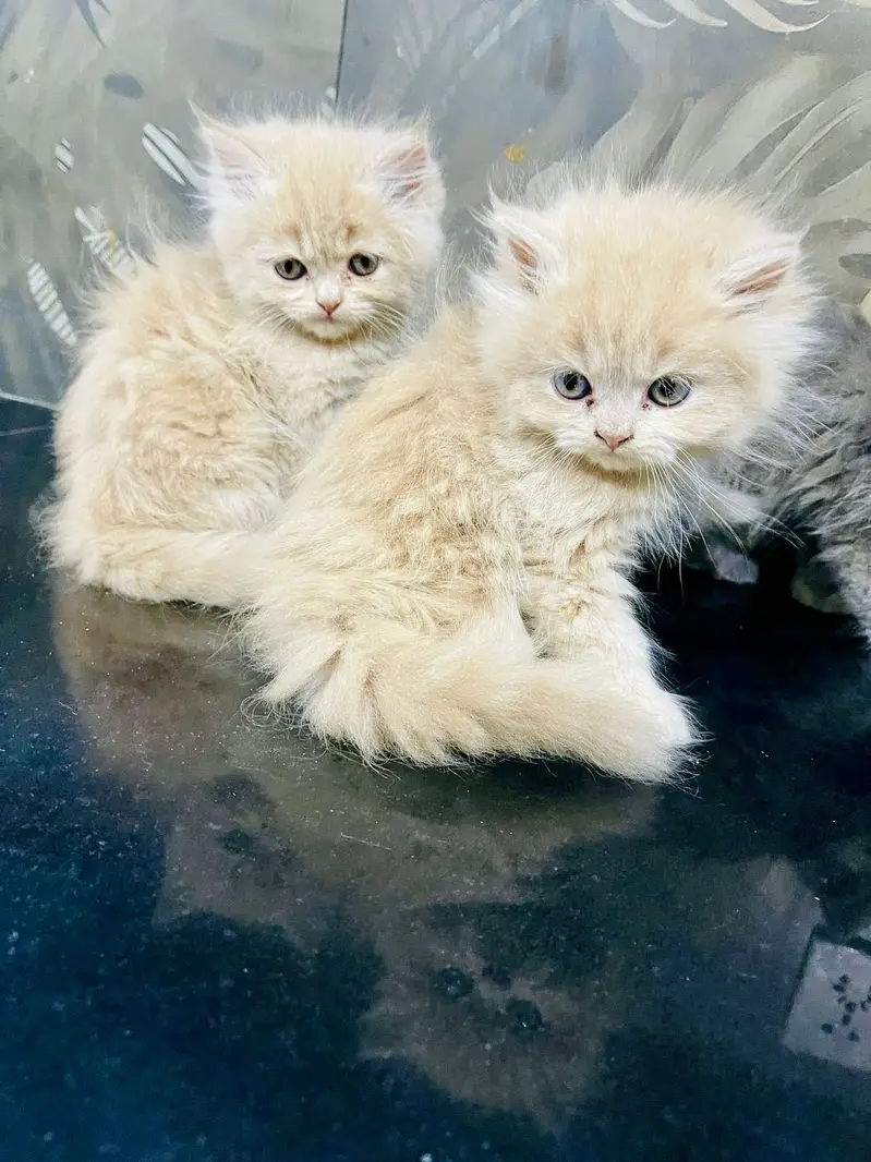 Triple coated Persian kittens — photo 4