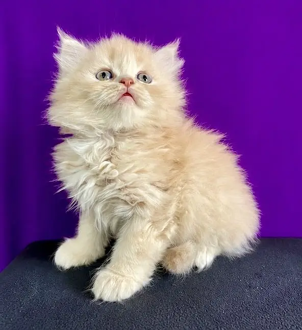 Triple coated Persian kittens — photo 5