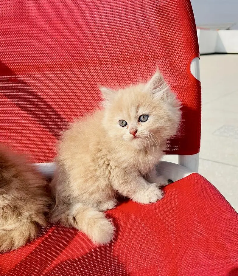 Triple coated Persian kittens — photo 7