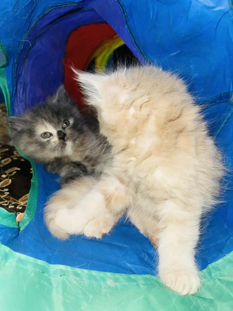 Triple coated Persian kittens — photo 8